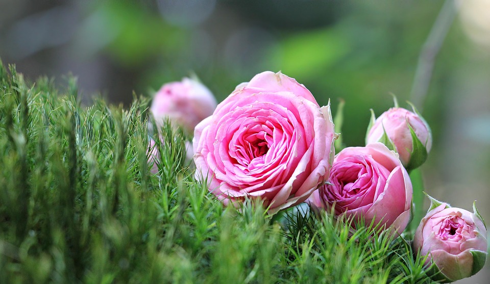 roses-1687547 960 720
